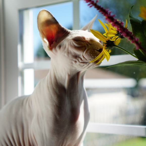 Meet your Posher's Olive & Willow! - Picture 3 of 4